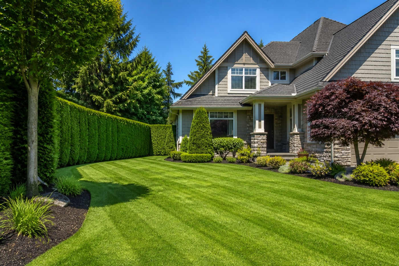 Precisely trimmed cedar hedge beside a manicured lawn